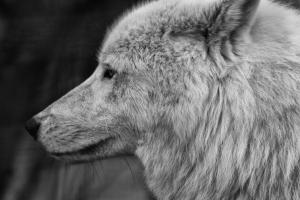 arctic_wolf